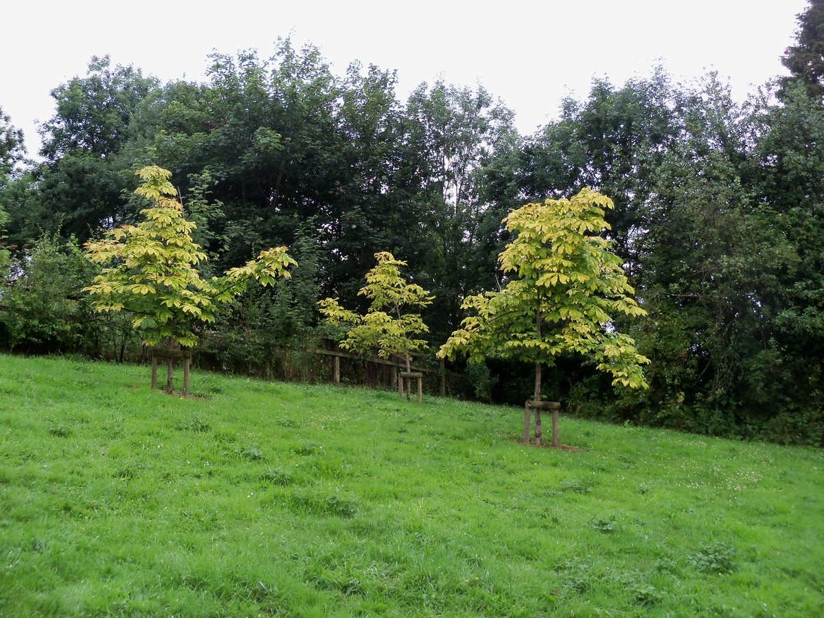 'Honiton Gold' Horse Chestnuts